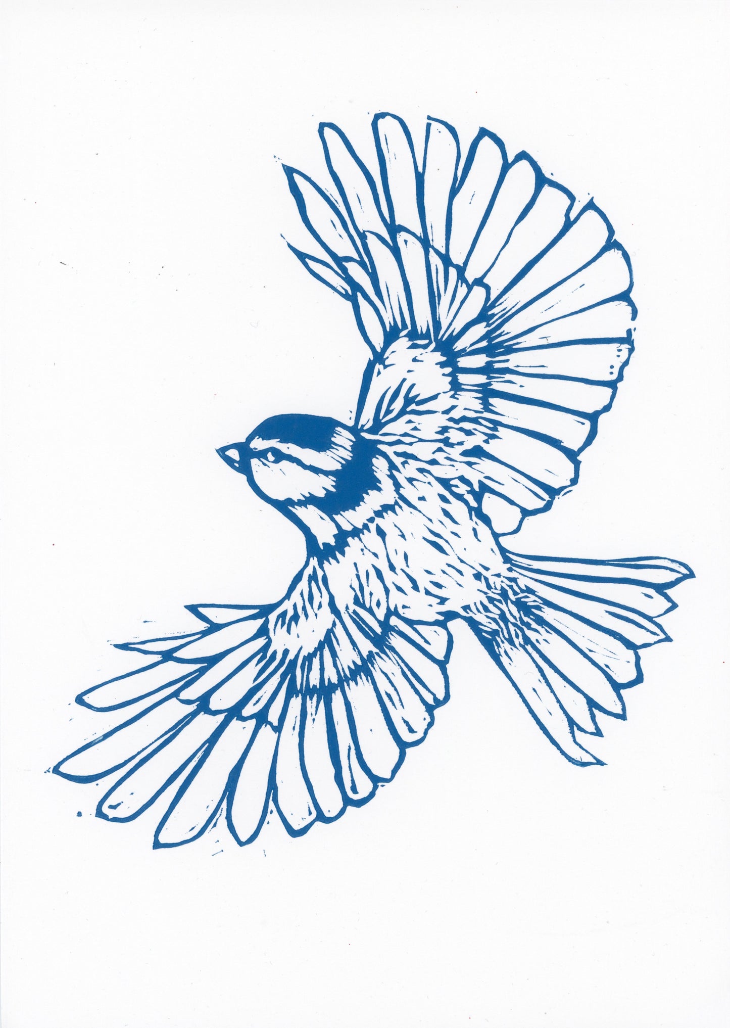 'Blue Tit’ original print